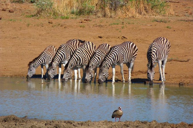 Pilanesberg Game Reserve 6 Hour Sunrise Safari from Johannesburg or Pretoria - The 4:00 am start and the long road north