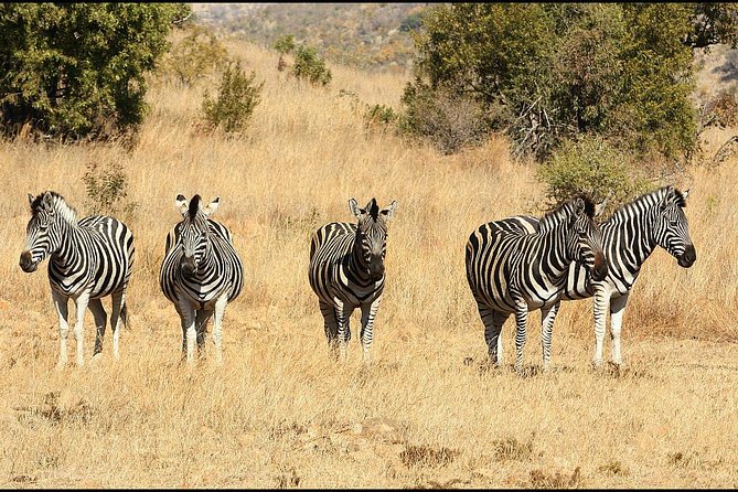 Pilanesberg Game Reserve 6 Hour Sunrise Safari from Johannesburg or Pretoria - Lunch at Bakubung Bush Lodge