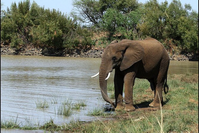 Pilanesberg Game Reserve 6 Hour Sunrise Safari from Johannesburg or Pretoria - Who will enjoy this safari most?