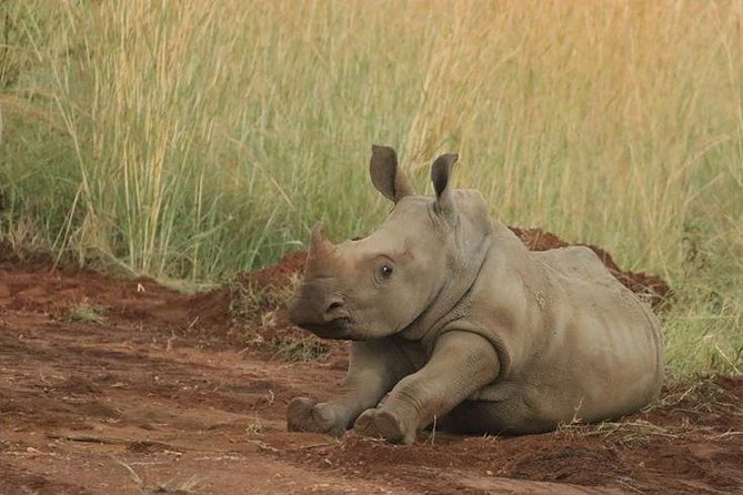 Pilanesberg Game Reserve 6 Hour Sunrise Safari from Johannesburg or Pretoria - Practical details that affect your day