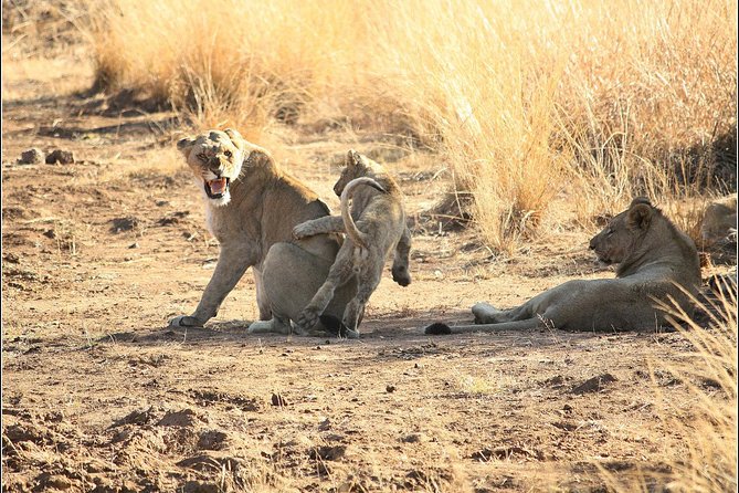 Pilanesberg Game Reserve 6 Hour Sunrise Safari from Johannesburg or Pretoria - Why Pilanesberg is worth the drive