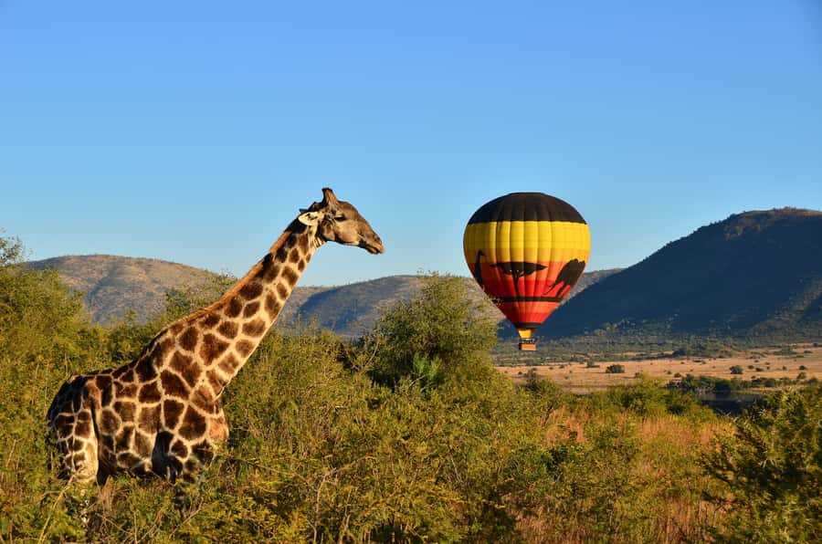 Pilanesberg National Park/Sun City Hot Air Balloon Safari - Why a balloon changes the Pilanesberg safari