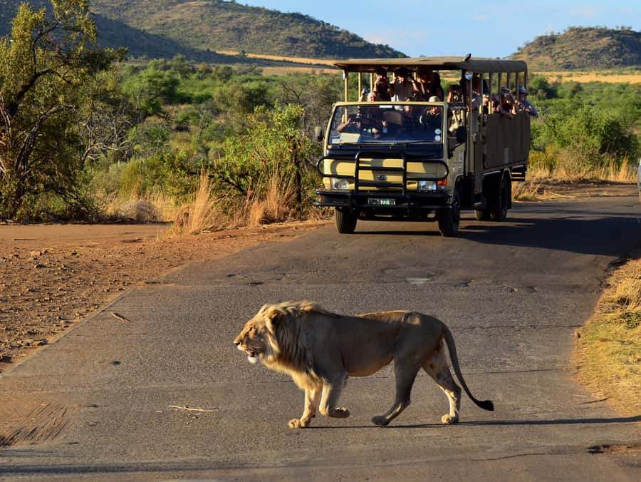 Pilanesberg National Park/Sun City Hot Air Balloon Safari - Who will enjoy this most?