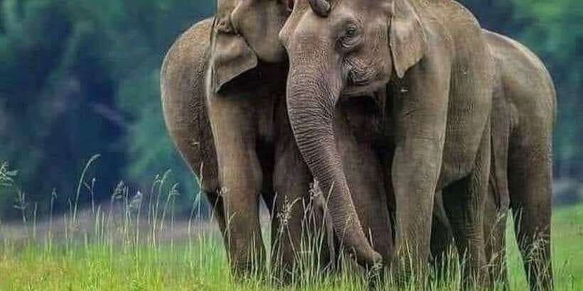 Polonnaruwa Day Tour With Minneriya NP Elephant Safari - Should you book it?