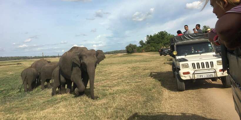 Polonnaruwa Sight Seeing Tour and Minneriya Elephant Safari - Key details before you book