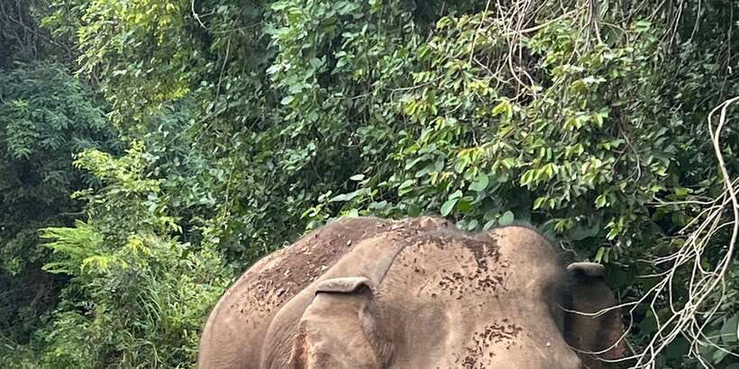 Polonnaruwa Sight Seeing Tour and Minneriya Elephant Safari - Why this pairing works so well in one day