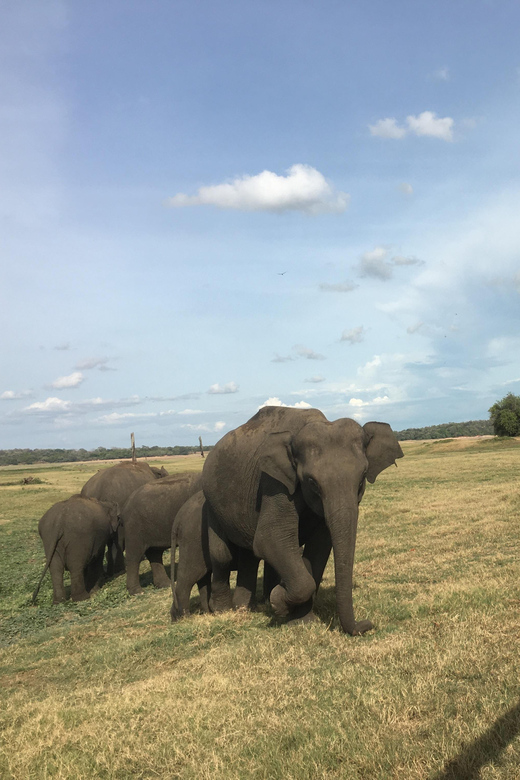 Polonnaruwa Sight Seeing Tour and Minneriya Elephant Safari - Entering Minneriya National Park by private jeep
