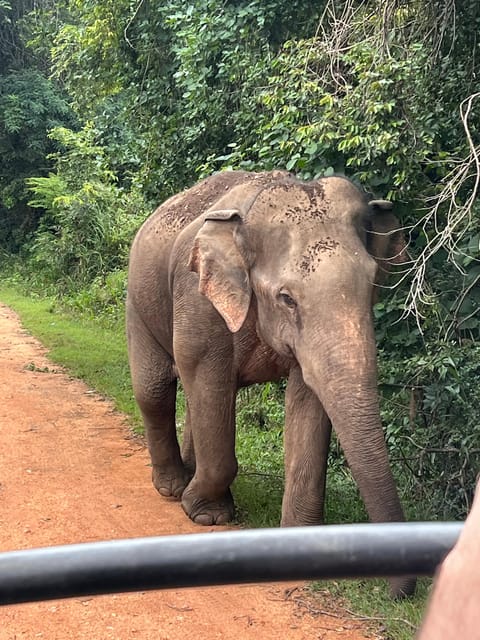 Polonnaruwa Sight Seeing Tour and Minneriya Elephant Safari - The price: good value, with extra costs to count