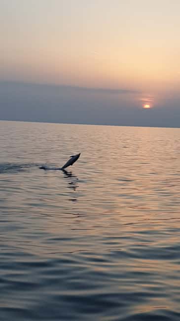 Poreč: Sunset Dolphin Safari with Dinner and Drinks - Setting sail from Poreč on Ship Manon
