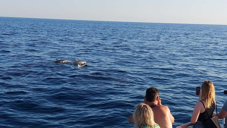 Poreč: Sunset Dolphin Safari with Dinner and Drinks - Dolphin watching without a staged show