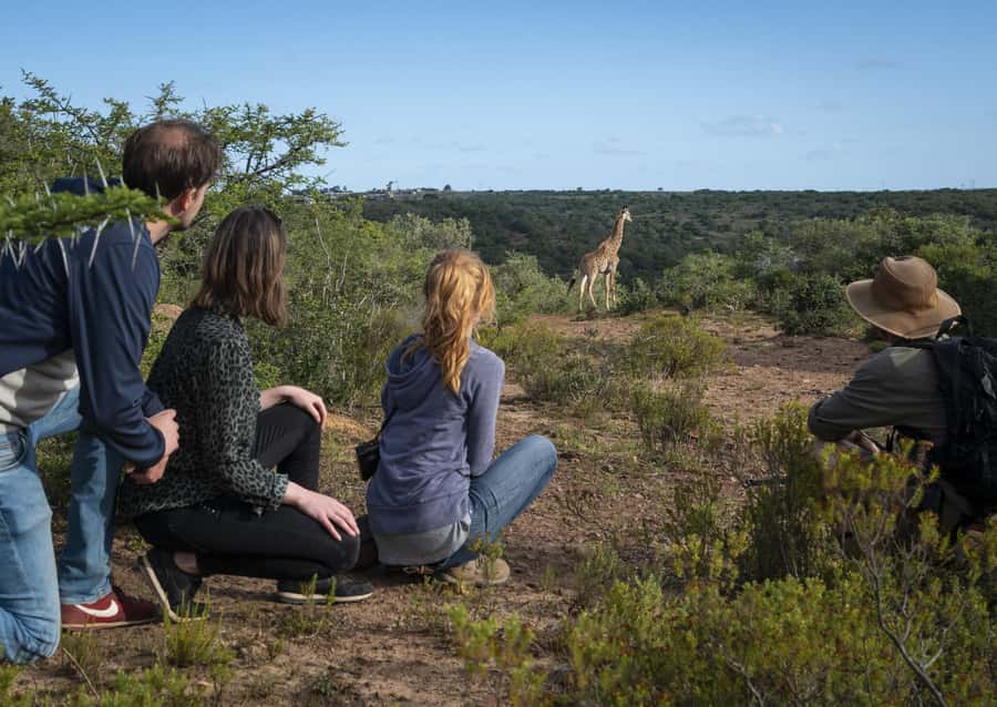 Port Elizabeth: 2-Day Addo Elephant Park Safari - Should you book the Addo two-day safari?
