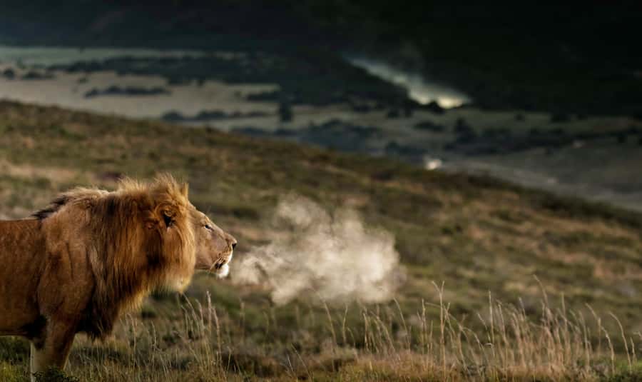 Port Elizabeth: 2-Day Addo Elephant Park Safari - Why Addo makes a good two-day safari