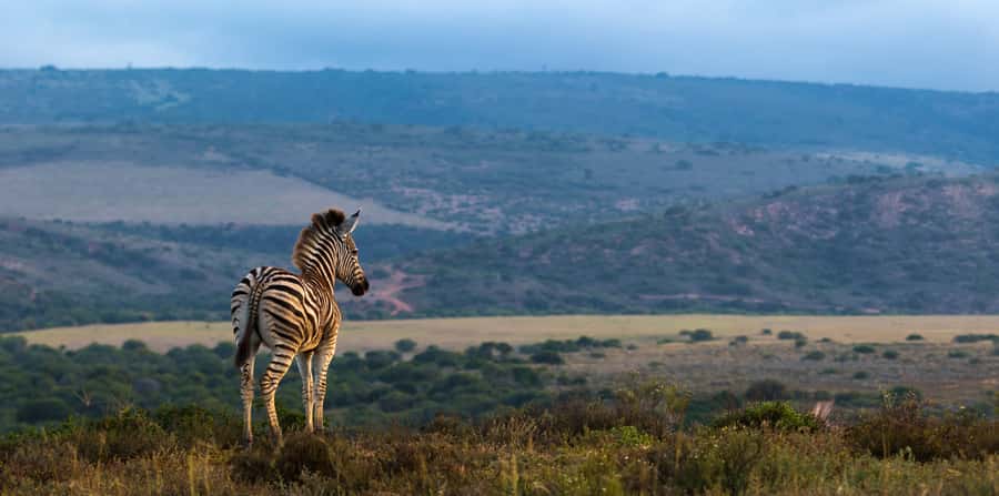 Port Elizabeth: 2-Day Addo Elephant Park Safari - The Sundays River and Alexandria Dune Field