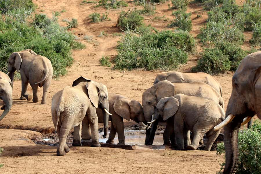 Port Elizabeth: 2-Day Addo Elephant Park Safari - Giraffe tracking on foot, with an important qualification