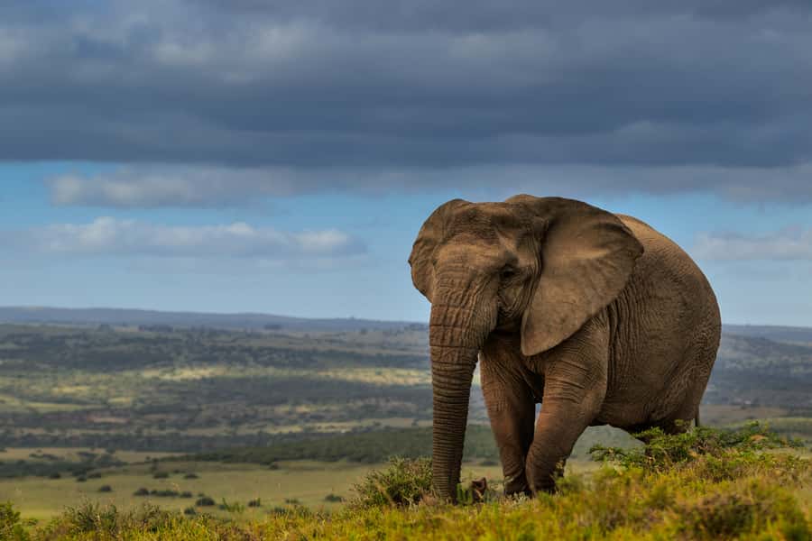Port Elizabeth: 2-Day Addo Elephant Park Safari - Day one: A full safari among Addo’s elephants