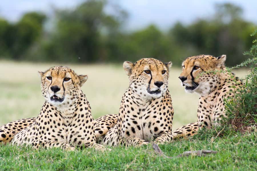Port Elizabeth: 4x4 Wildlife Safari & City Sightseeing Tour - SANCCOB and rescued African penguins