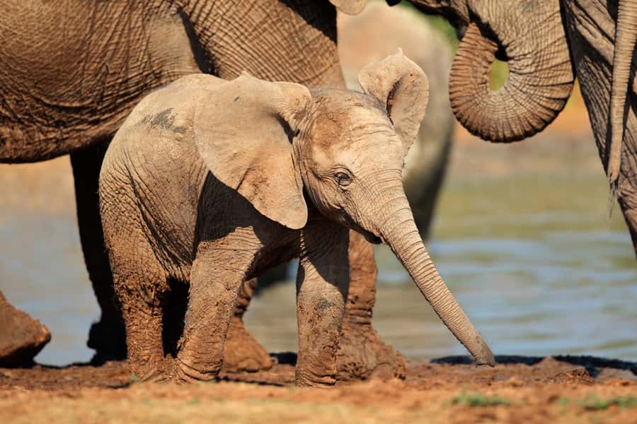 Port Elizabeth: Addo Elephant Park All-Inclusive Day Safari - Key points to know before booking