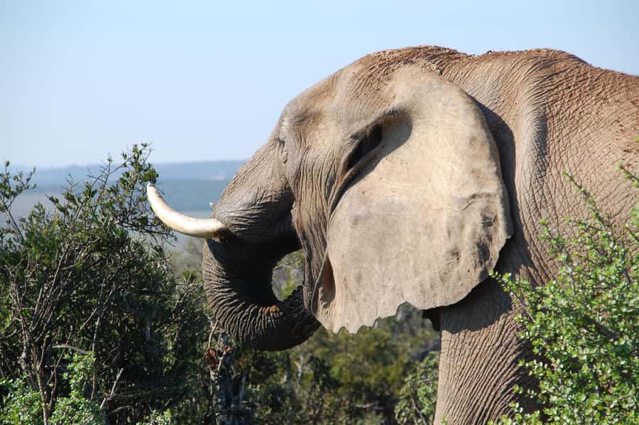 Port Elizabeth: Addo Elephant Park All-Inclusive Day Safari - Booking details and useful packing advice