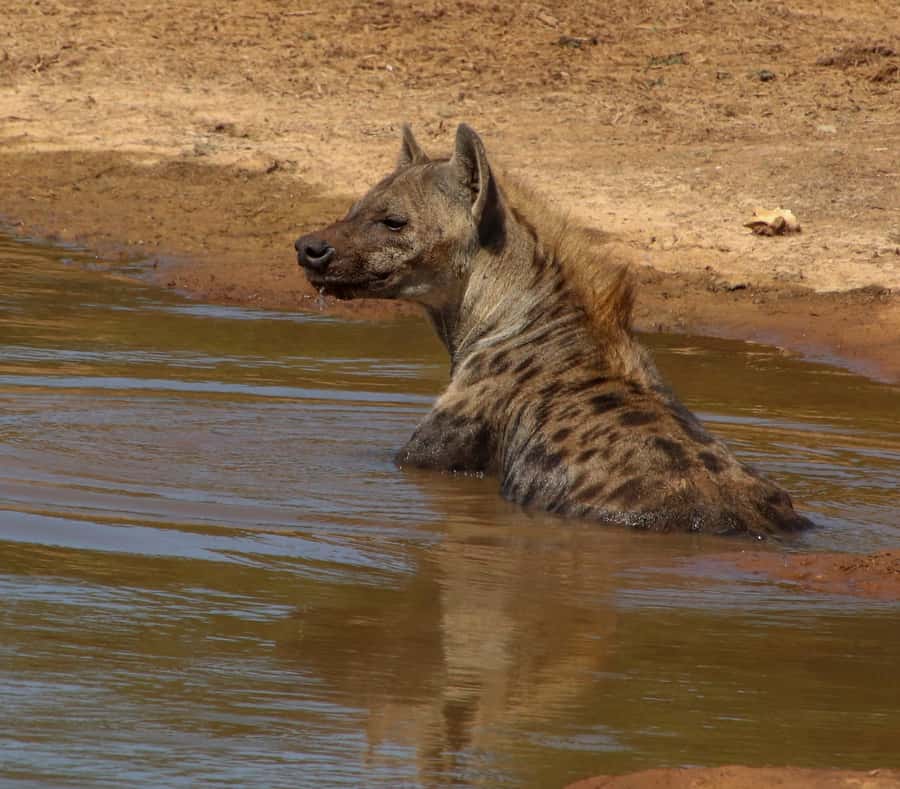 Port Elizabeth: Addo Elephant Park All-Inclusive Day Safari - Why Addo works so well for a day trip from Port Elizabeth