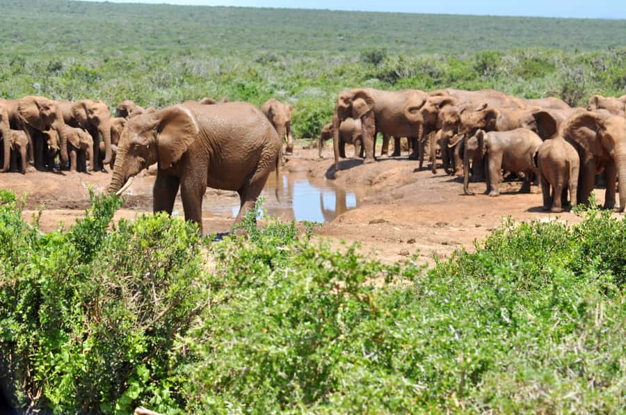 Port Elizabeth: Addo Elephant Park All-Inclusive Day Safari - Three morning hours searching for Addo’s wildlife