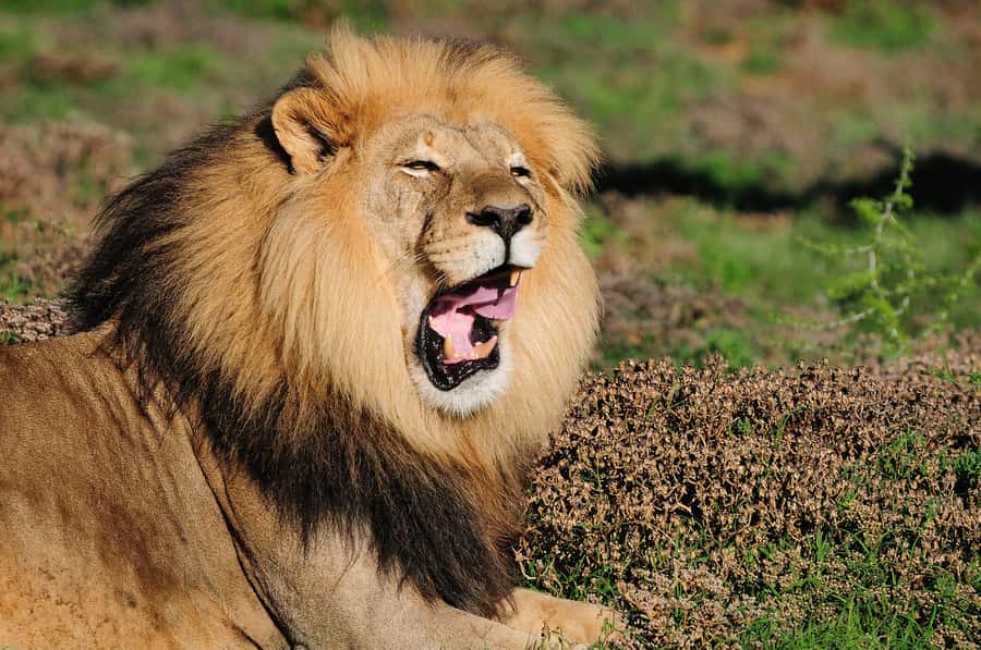 Port Elizabeth: Addo Elephant Park All-Inclusive Day Safari - Lookout points and wide views across Addo