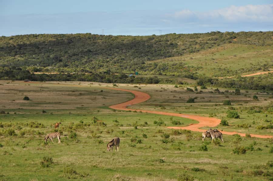 Port Elizabeth: Addo Elephant Park All-Inclusive Day Safari - The one-hour lunch break inside the park