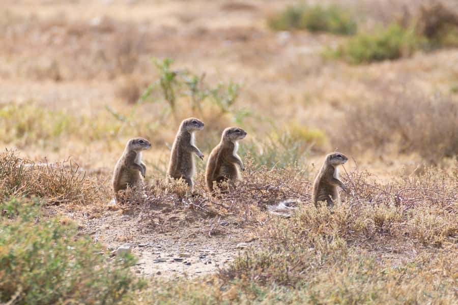 Port Elizabeth: Addo Elephant Park All-Inclusive Day Safari - The afternoon drive and the search for the big sightings