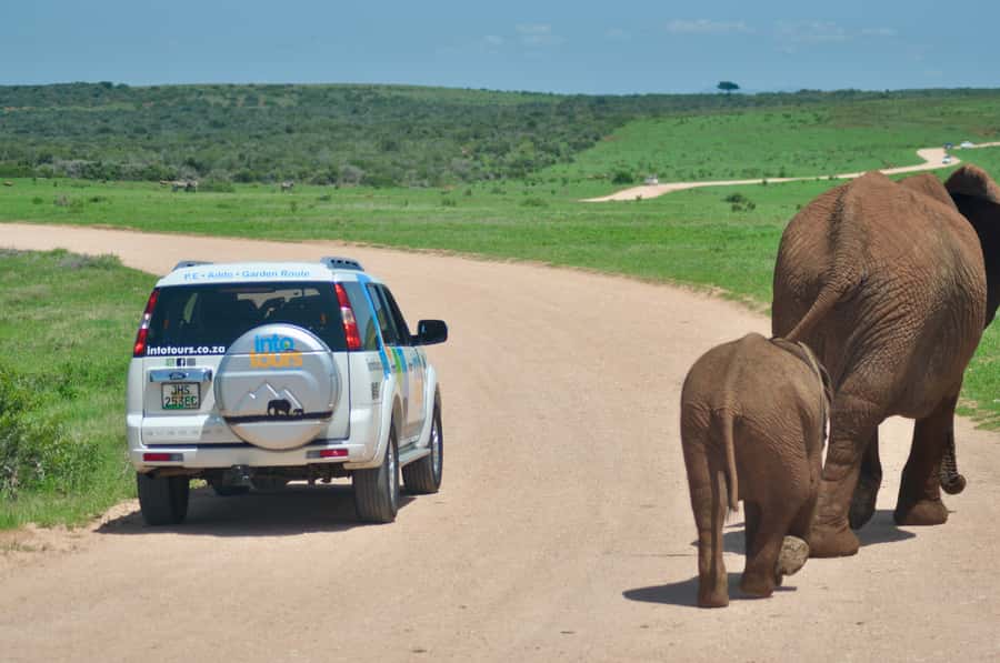 Port Elizabeth: Addo Elephant Park All-Inclusive Day Safari - What $176 buys you