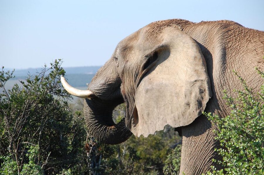 Port Elizabeth: Addo Elephant Park All-Inclusive Day Safari - Who should choose this safari