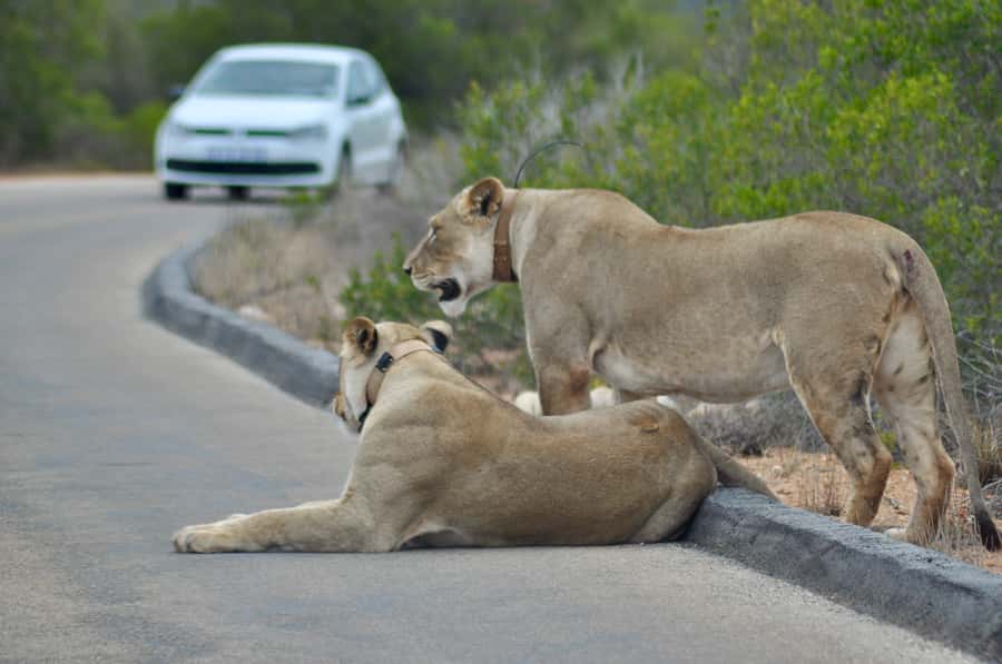 Port Elizabeth: Addo Elephant Park All-Inclusive Day Safari - The 35-minute drive into the park