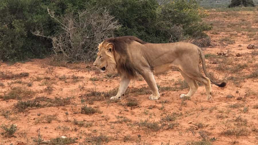 Port Elizabeth: Addo Elephant Park Shore Excursion & Safari - Key points to know before booking