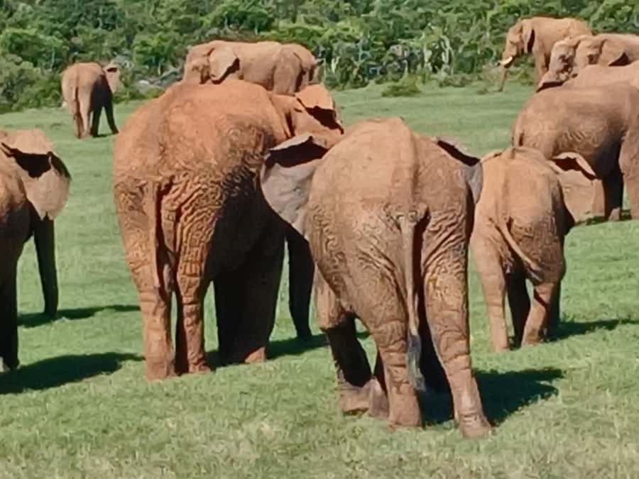 Port Elizabeth: Addo Elephant Park Shore Excursion & Safari - How to make the day go better