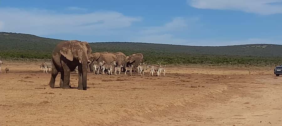Port Elizabeth: Addo Elephant Park Shore Excursion & Safari - Four hours of morning game viewing