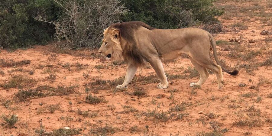Port Elizabeth: Addo Elephant Park Shore Excursion & Safari - The afternoon drive and the final transfer