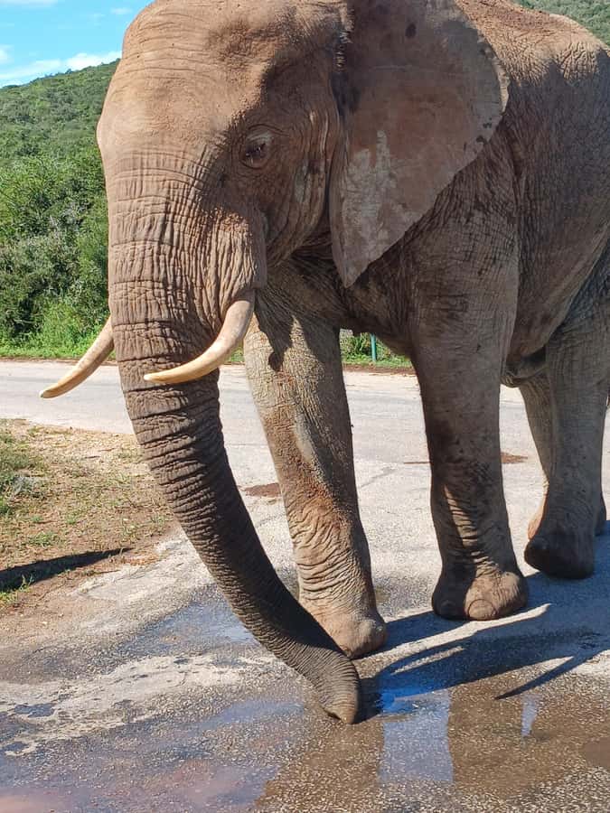 Port Elizabeth: Addo Elephant Park Shore Excursion & Safari - Who will enjoy this day most