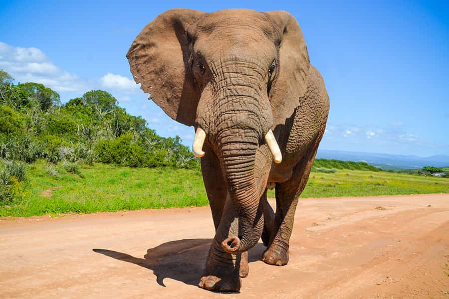 Port Elizabeth: Schotia Game Reserve Safari with Port Pickup - The ride from town to the reserve