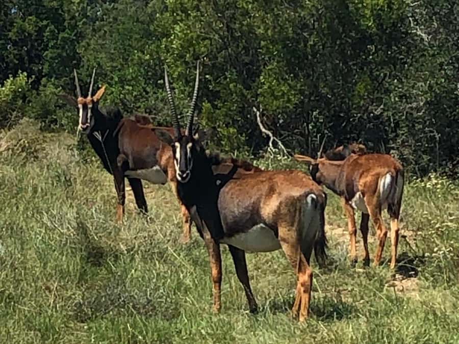 Port Elizabeth: Schotia Game Reserve Safari with Port Pickup - Five hours searching Schotia by open vehicle