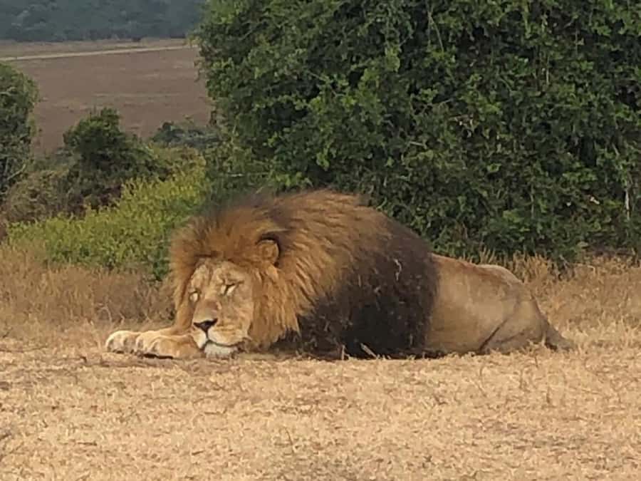 Port Elizabeth: Schotia Game Reserve Safari with Port Pickup - The guides are the strongest part of the day