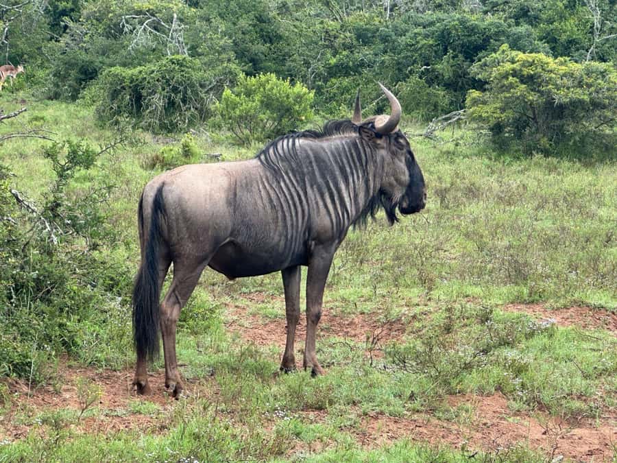 Port Elizabeth: Schotia Game Reserve Safari with Port Pickup - Snacks, drinks, and the lunch break