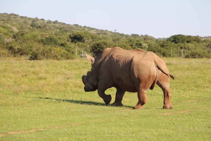 Port Elizabeth: Schotia Private Game Reserve Safari - Why Schotia works well from Port Elizabeth