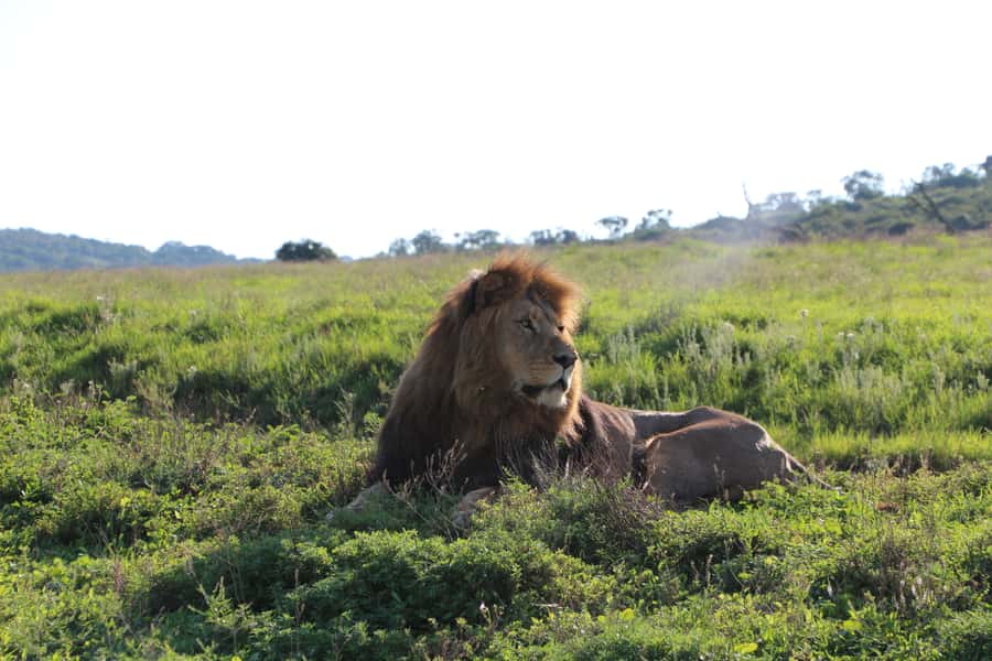 Port Elizabeth: Schotia Private Game Reserve Safari - First look at the reserve and open-vehicle safari