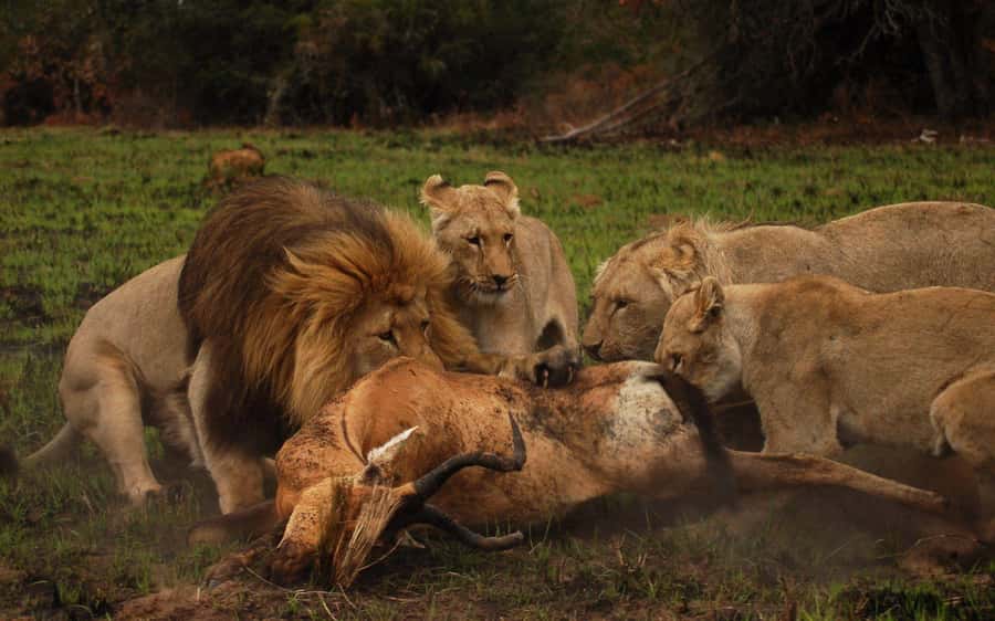 Port Elizabeth: Schotia Safaris Game Reserve Safari - Key points to know before you book