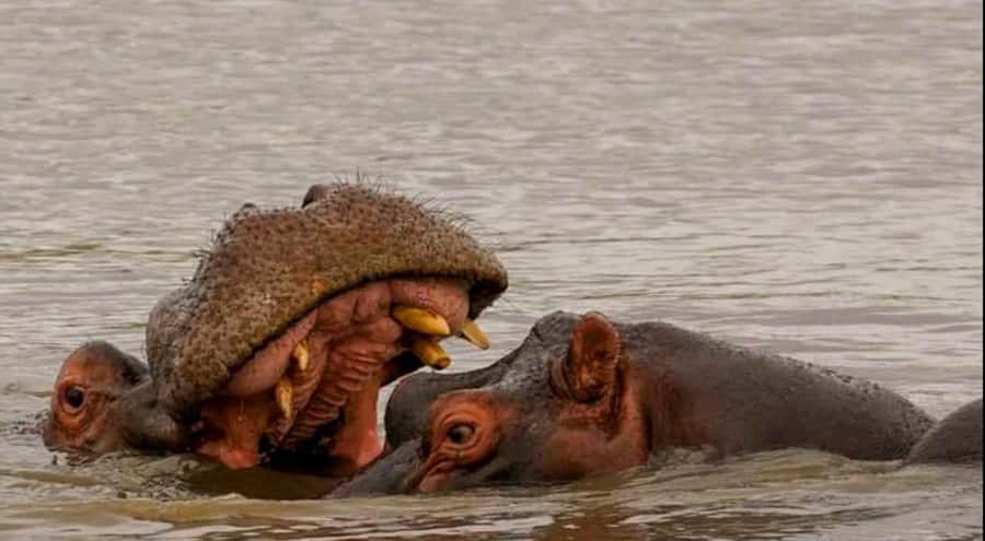 Port Elizabeth: Schotia Safaris Game Reserve Safari - Why Schotia works well from Port Elizabeth