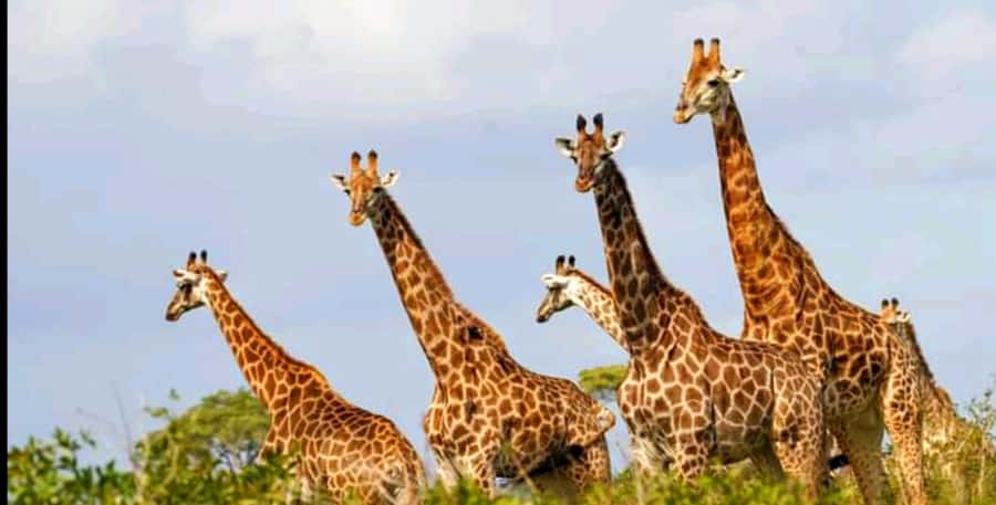 Port Elizabeth: Schotia Safaris Game Reserve Safari - Five hours of searching, watching, and learning