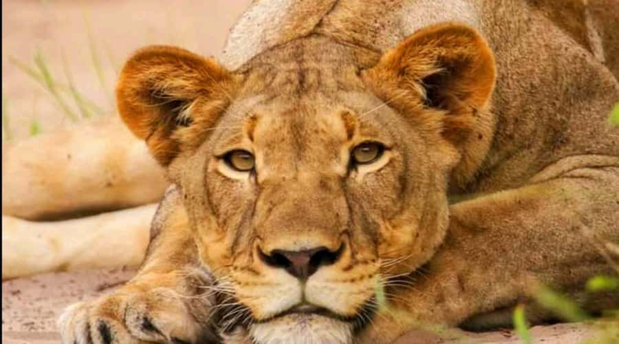 Port Elizabeth: Schotia Safaris Game Reserve Safari - Your chances of seeing the Big Five
