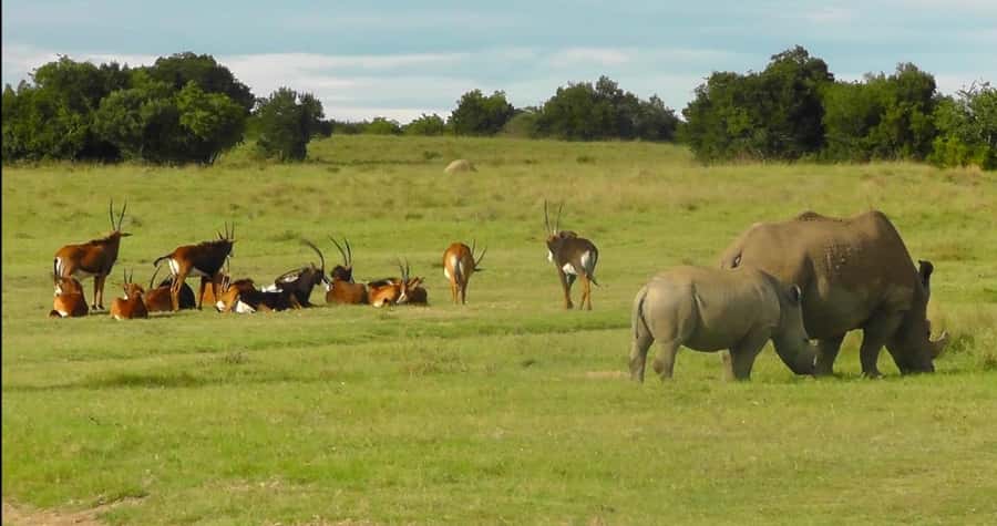 Port Elizabeth: Schotia Safaris Game Reserve Safari - Beyond lions and elephants