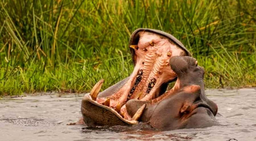 Port Elizabeth: Schotia Safaris Game Reserve Safari - Guides, questions, and the human side of the safari