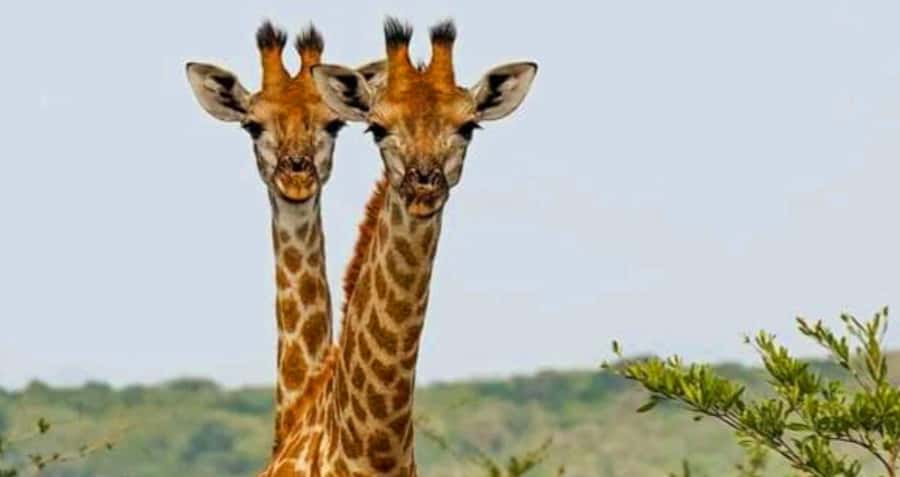 Port Elizabeth: Schotia Safaris Game Reserve Safari - What is included for $207