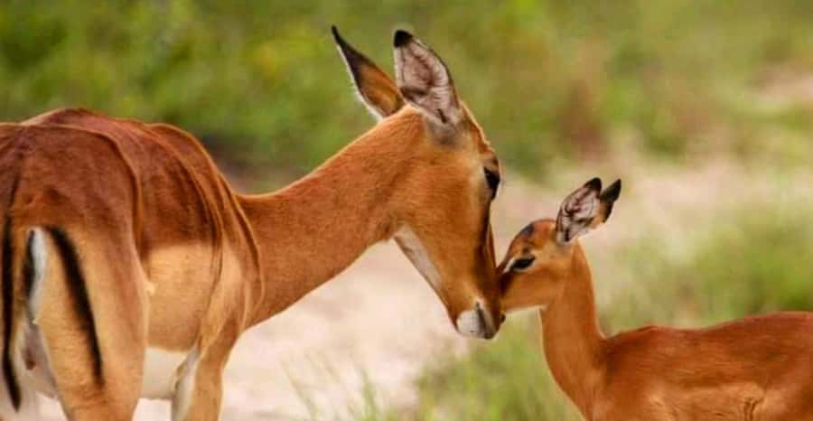 Port Elizabeth: Schotia Safaris Game Reserve Safari - Who will enjoy this safari most