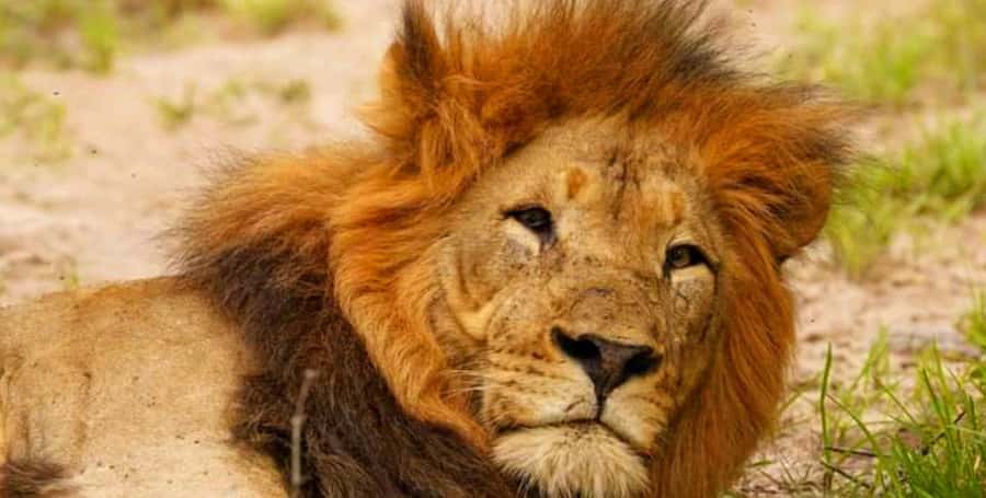 Port Elizabeth: Schotia Safaris Game Reserve Safari - The journey into the reserve